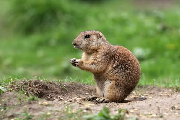 Prairie dog on ground — Stock Photo, Image