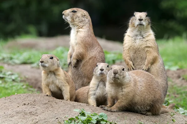 Prairie dogs on ground — Stock Photo, Image