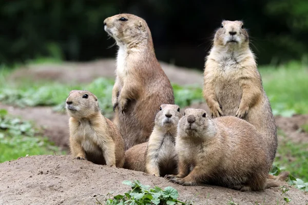 Prairie dogs on ground — Stock Photo, Image