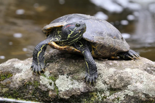 Water turtle on stone — Stock Photo, Image