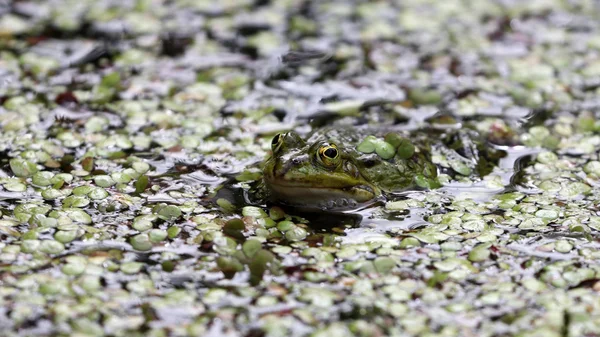 Kirli su kurbağa — Stok fotoğraf