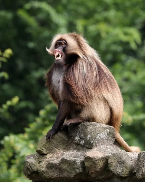 Gelada maymun yaban hayatı rezervasyonunuzu yaparken — Stok fotoğraf