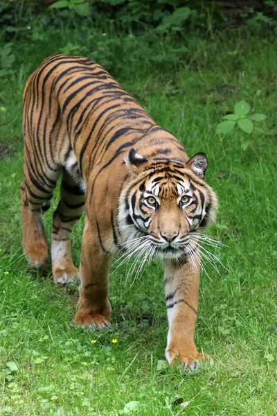 予約や野生動物にトラ — ストック写真