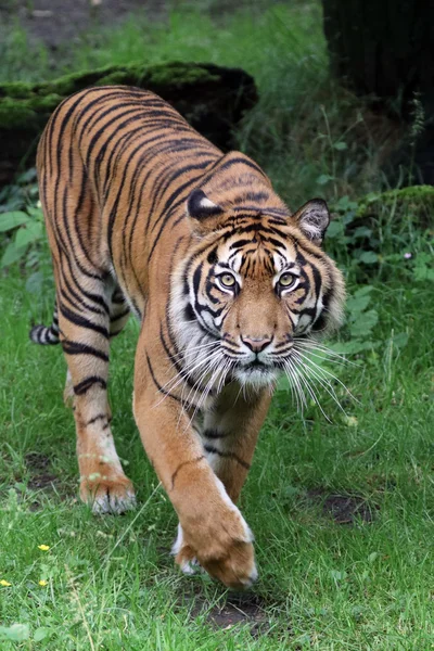 Tiger im Naturschutzgebiet — Stockfoto