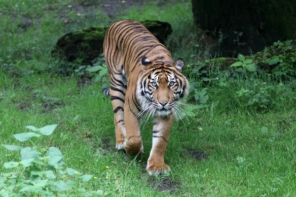 Tiger in wildlife reservation — Stock Photo, Image