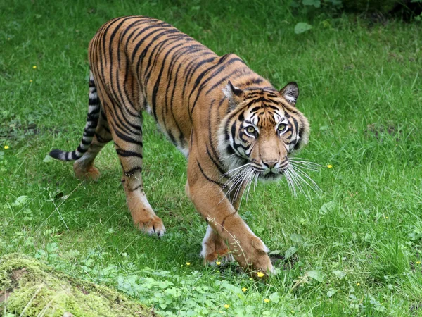 Tiger in wildlife reservation — Stock Photo, Image