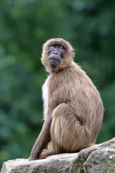 Gelada kadın maymun — Stok fotoğraf