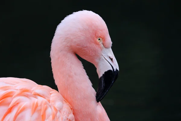 Розовая птица фламинго — стоковое фото