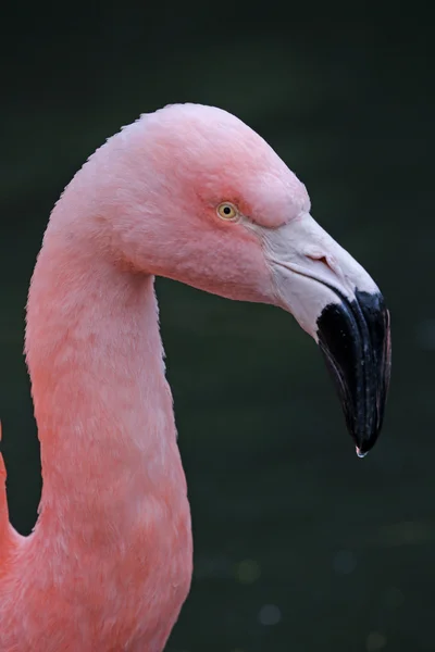 Różowy ptak flamingowy — Zdjęcie stockowe