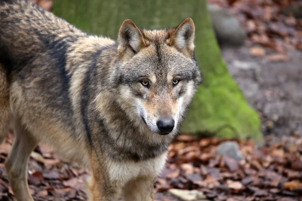 Grijze wolf in wildlife reservering — Stockfoto