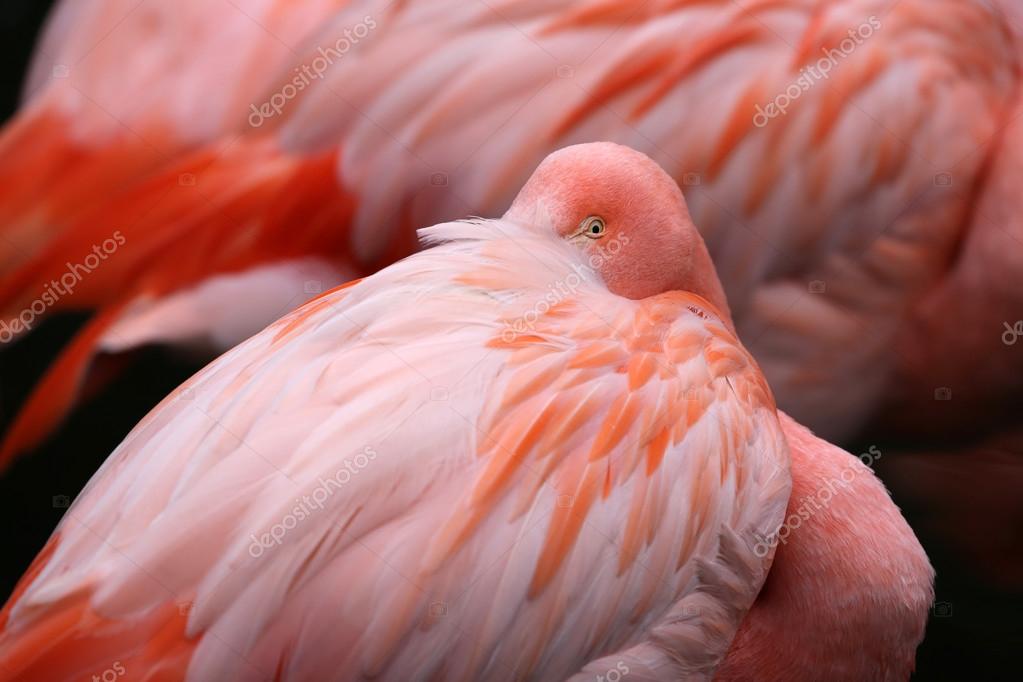pássaro flamingo rosa fotografias de stock ebfoto 118348394