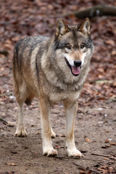 Lobo cinzento na reserva de vida selvagem — Fotografia de Stock
