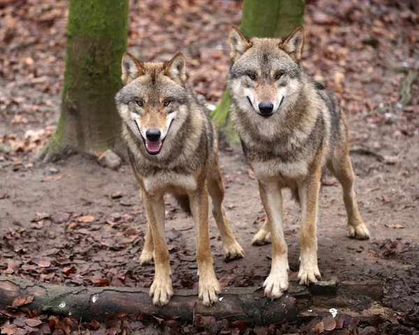 Two wolves in forest — Stock Photo, Image