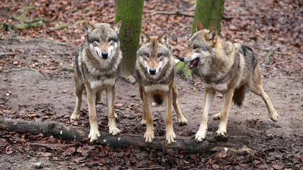Stado wilków szary — Zdjęcie stockowe