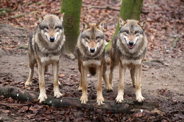 Pack of grey wolves — Stock Photo, Image