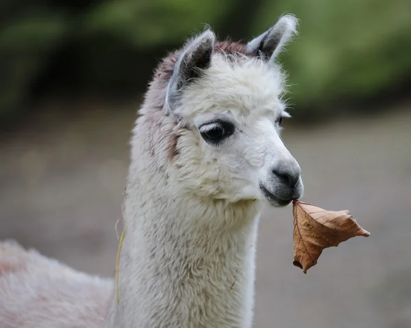 Alpaca with leaf in mouth — Stock Photo, Image