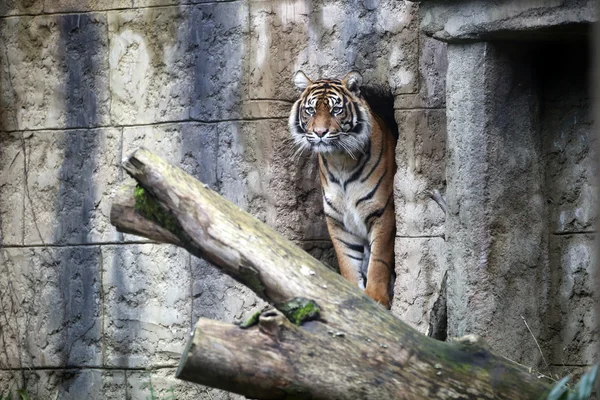 Beautiful tiger in wildlife recreation — Stock Photo, Image