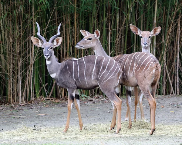 Tre kudus nella foresta — Foto Stock