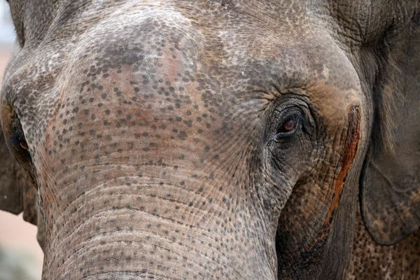 Retrato de elefante macho — Fotografia de Stock