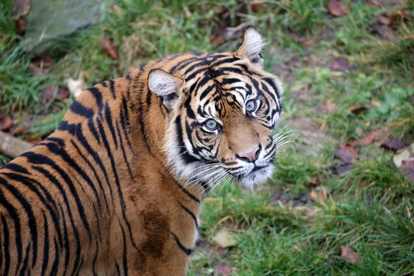 Piękny Tygrys w dzikich zwierząt rekreacja — Zdjęcie stockowe