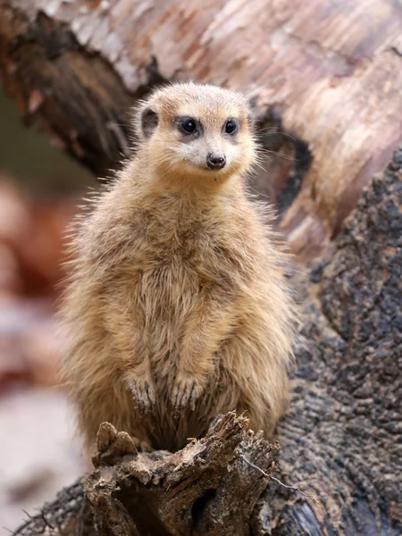 Schattig Meerkat op boom — Stockfoto