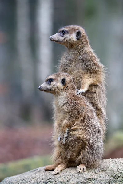 Prenotazione meerkats in fauna selvatica — Foto Stock