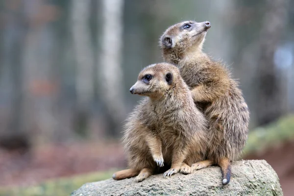 Stokstaartjes in wildlife reservering — Stockfoto