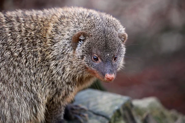 Close up of tropical mongoose — Stock Photo, Image