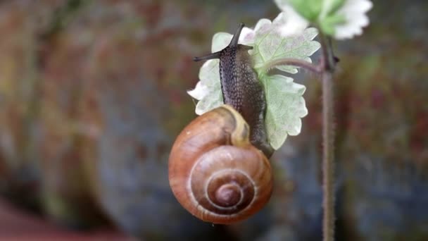 Schnecke auf weißer Blume — Stockvideo