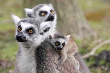 Halka kuyruklu lemur ve bebek