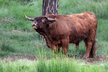 Ormandaki İskoç Higlander 