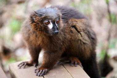 red bellied lemur clipart