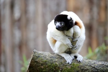 Sifaka ahşap kütük üstünde taç