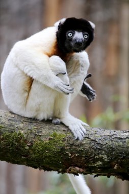 Sifaka ahşap kütük üstünde taç