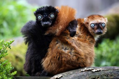 Blue eyed lemur couple clipart