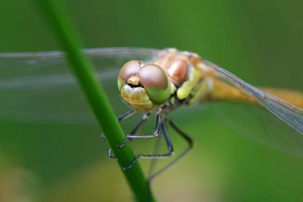 Common darter on plant — Stock Photo, Image