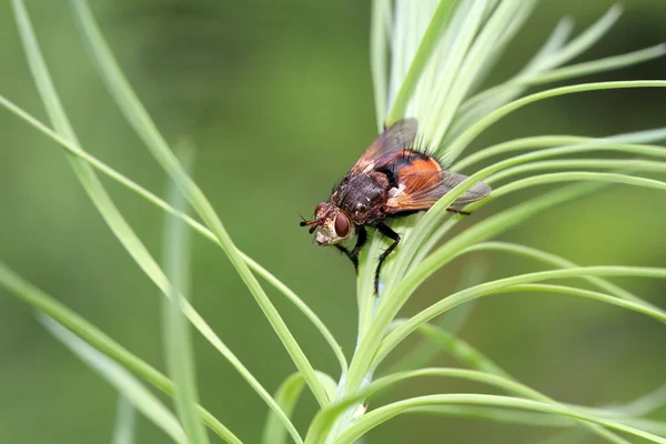 Tachina voa na planta — Fotografia de Stock