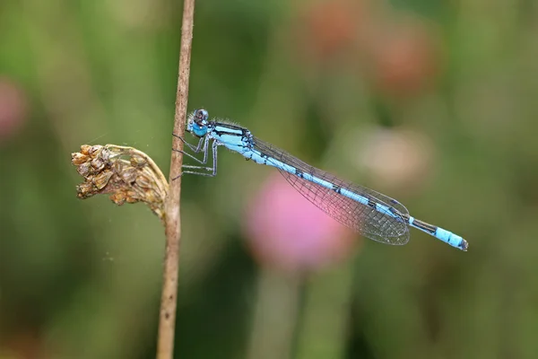 Ortak mavi kızböcekleri — Stok fotoğraf