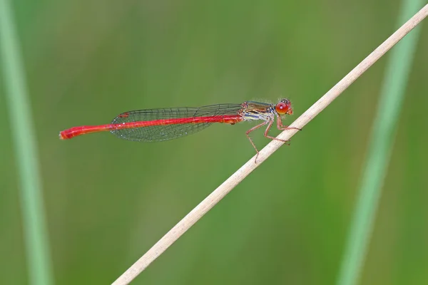 Rote Libelle auf der Pflanze — Stockfoto