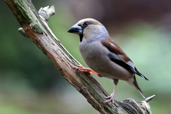 Habichtvogel sitzt auf dem Baum — Stockfoto