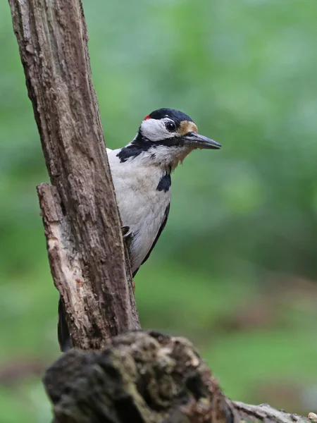 Specht zittend op de boom — Stockfoto