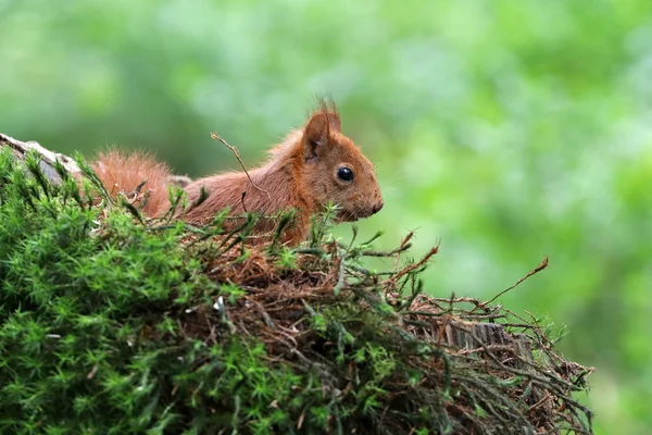 Kis vörös mókus — Stock Fotó