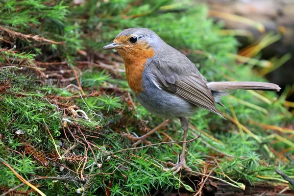 Robin pássaro na grama — Fotografia de Stock