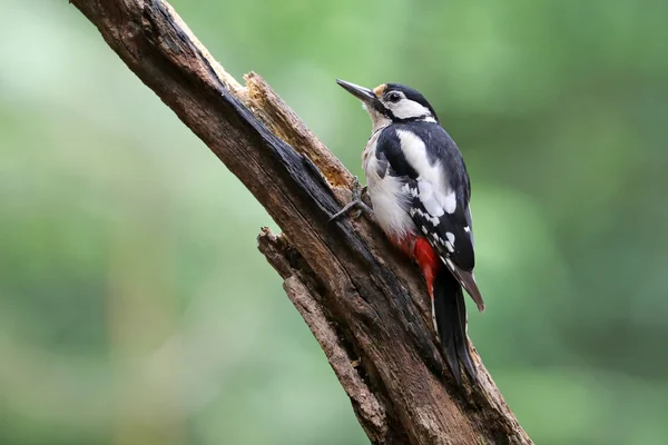 Woodpecker on tree branch — Stock Photo, Image