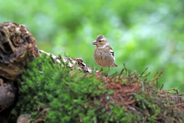 Pájaro pinzón en el árbol —  Fotos de Stock