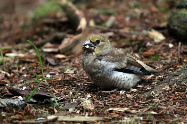 Hawfinch pássaro caminhando — Fotografia de Stock
