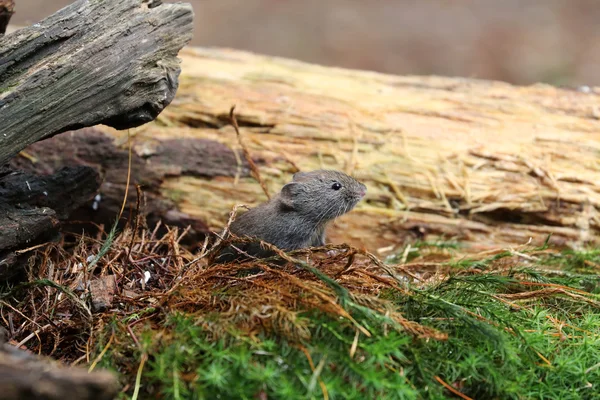 Rato castanho na floresta — Fotografia de Stock