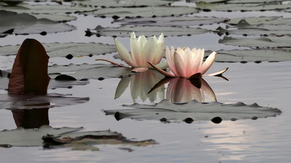 Beautiful waterlilies in water — Stock Photo, Image