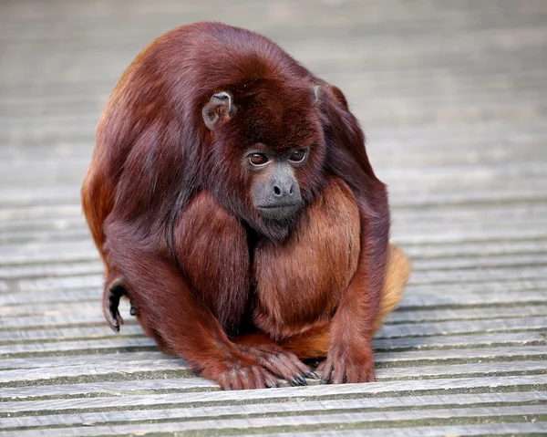 Κόκκινο ουρλάζων μαϊμού — Φωτογραφία Αρχείου
