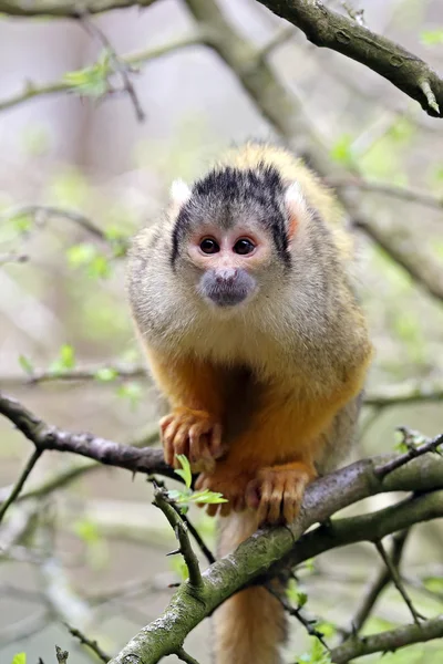 Małpa wiewiórki na drzewo — Zdjęcie stockowe